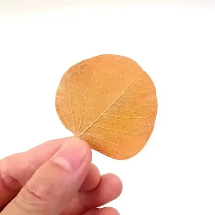 Filtre d'aquarium à feuilles naturelles