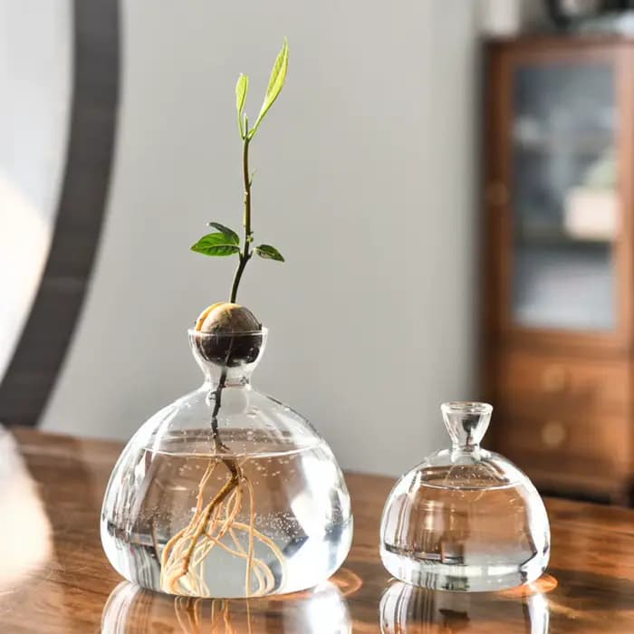 Vase hydroponique transparent pour les cadres
