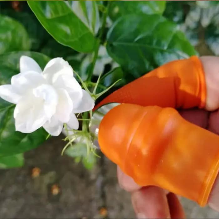 Patch de fruits et légumes de ferme pour verger de jardin