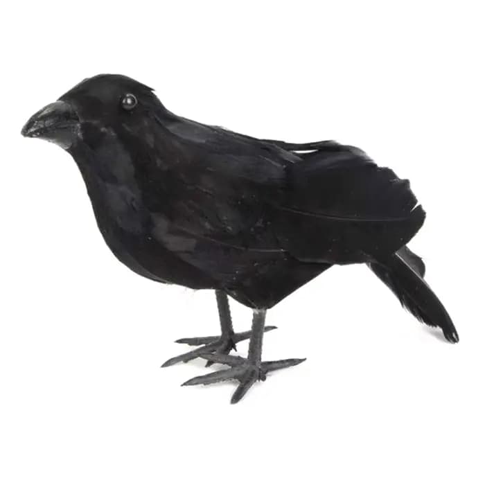 Simulation de corbeau noir