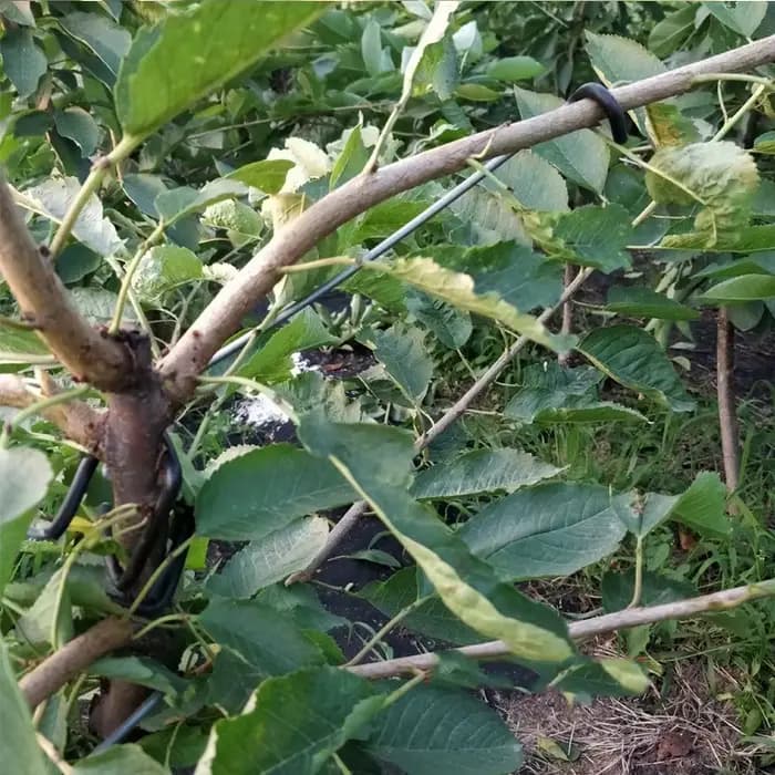 Support de Branches d'arbre fruitier