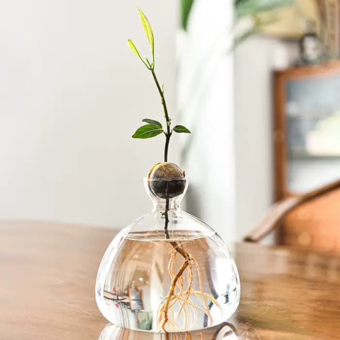 Vase hydroponique transparent pour les cadres