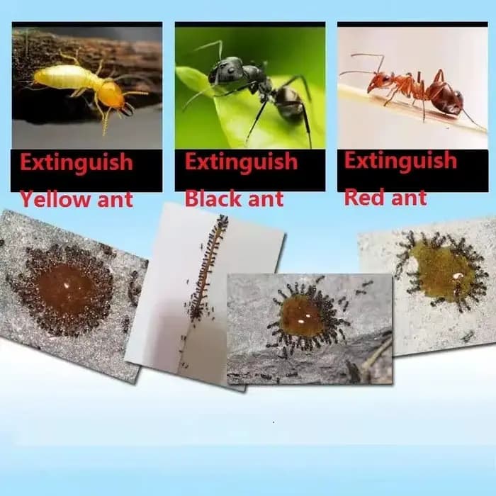 Poudre insecticide anti-fourmis