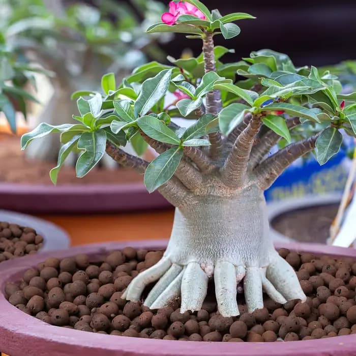 100/200G de billes d'argile pour plantes