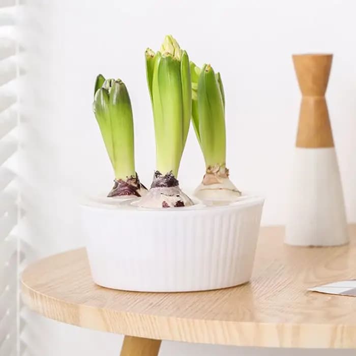 Jardinière hydroponique à 3 trous pour ampoules de fleurs