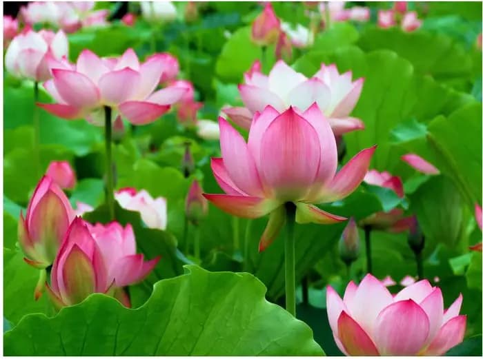 Navigateur de jardin spécial pour plantes hydrophytes Annie Flower