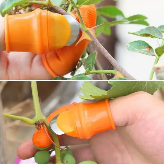 Patch de fruits et légumes de ferme pour verger de jardin