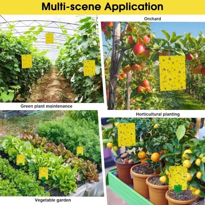 Autocollant Double face pour pièges à mouches des fruits