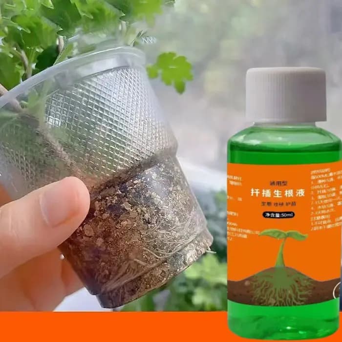 Solution d'enracinement pour roses