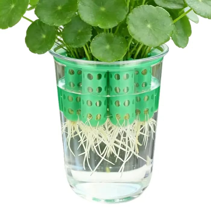 Kit de culture hydroponique réutilisable transparent pour oignon vert