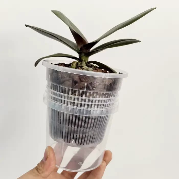 Pots à orchidées auto-arrosants