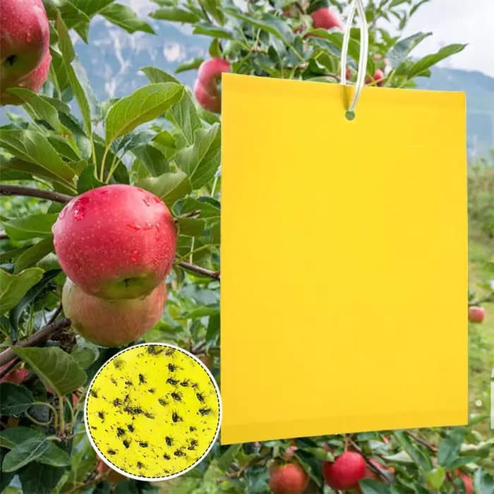 Piège à mouches fruitières double face haute efficacité