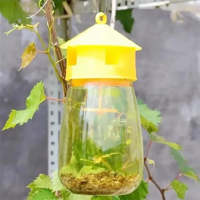 Piège à mouches en plastique pour fruits