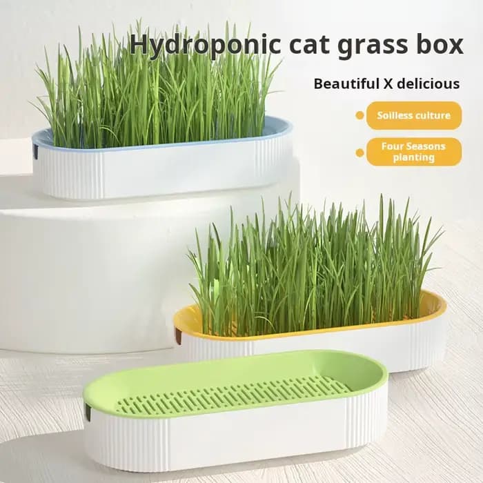Kit de culture hydroponique d'herbe à chat pour chats