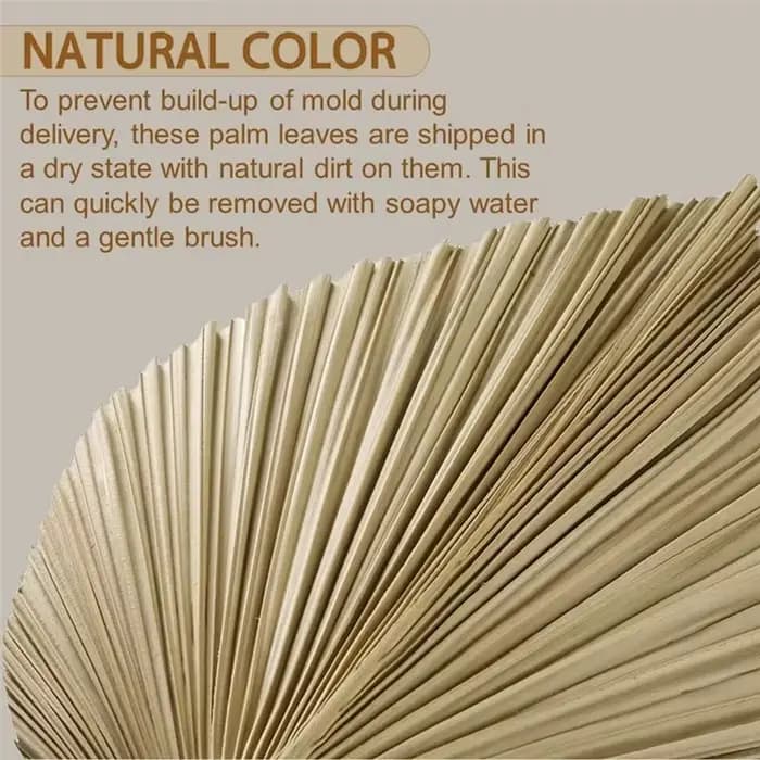 4 feuilles de palmier séchées naturelles