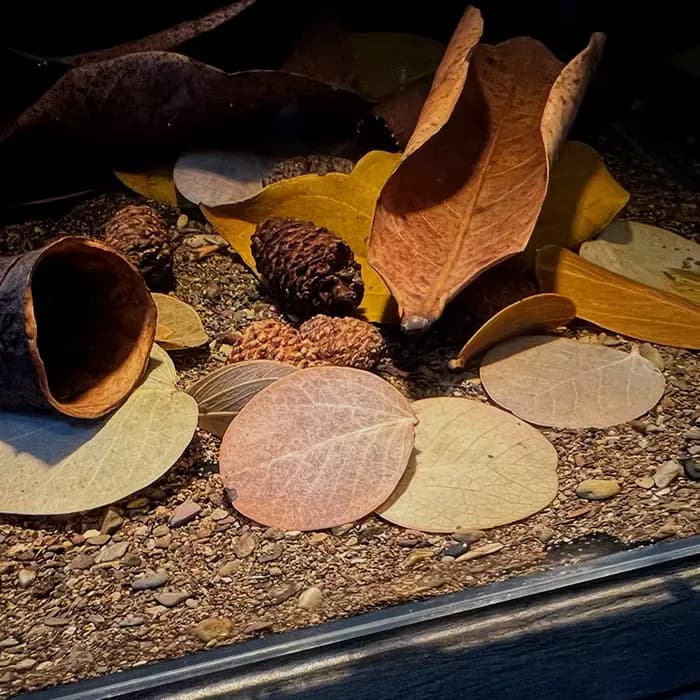 Filtre d'aquarium à feuilles naturelles