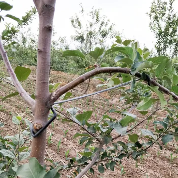 Support de Branches d'arbre fruitier