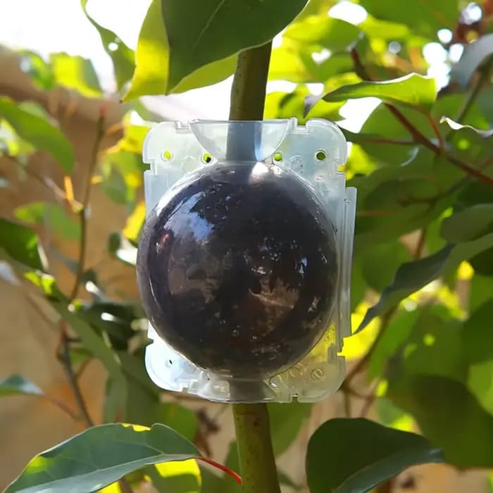 Boule d'enracinement de plantes