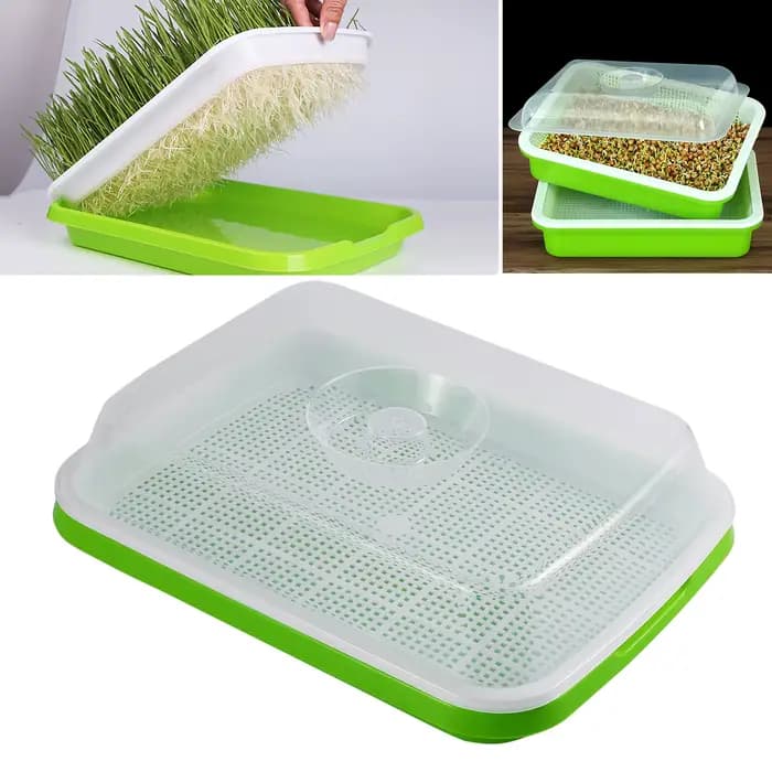 Plateau de germination