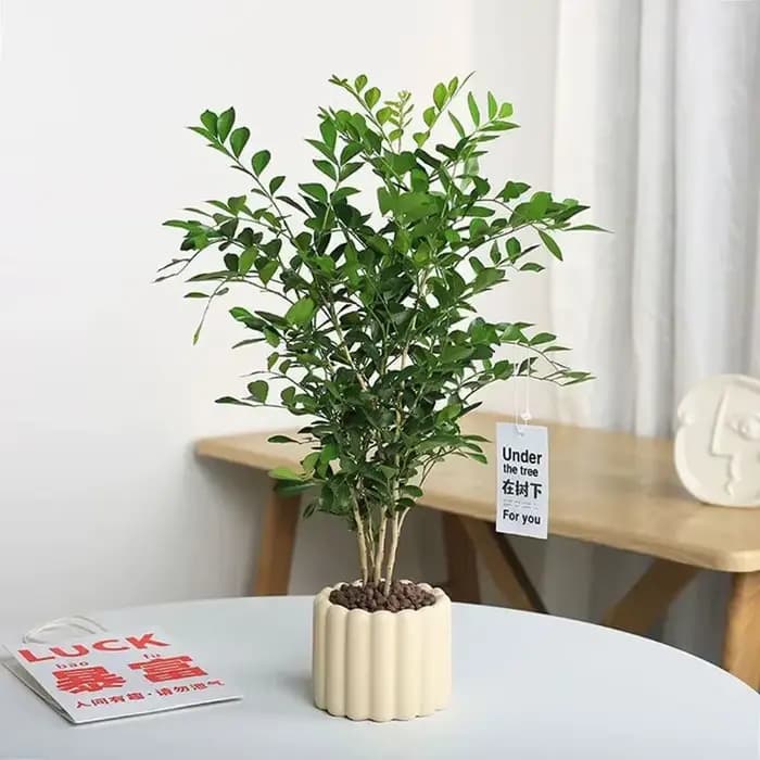 Pot de plantes en céramique de Style INS