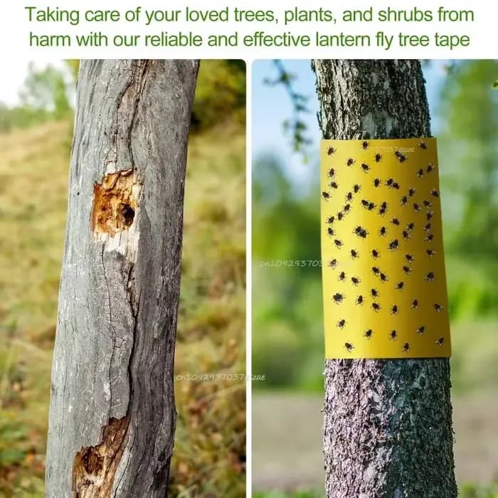 Piège à insectes extérieur pour frelons
