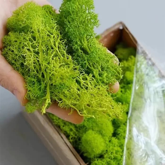 Mousse de la vie éternelle pour bricolage