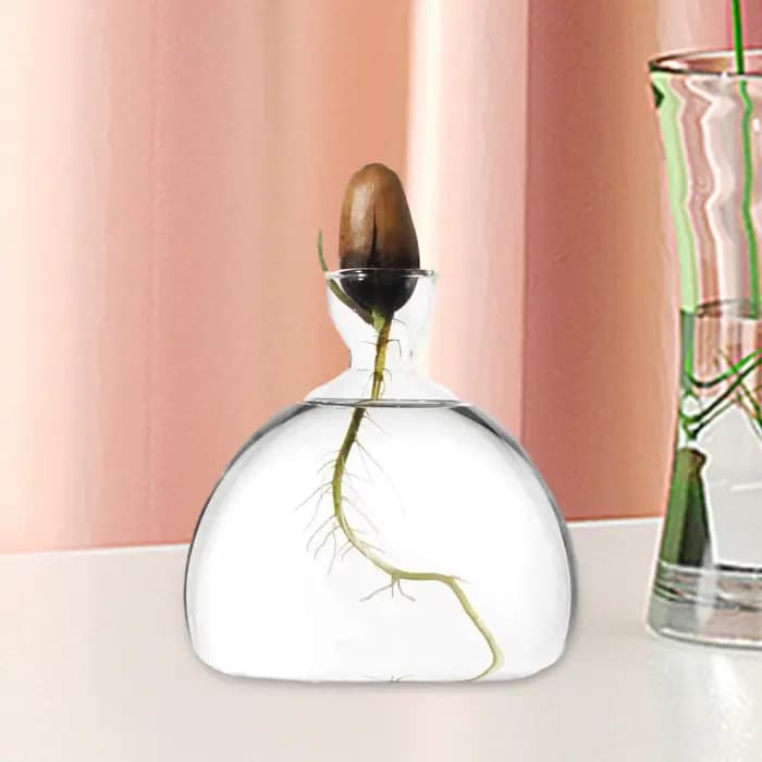 Vase de germination pour graines d'avocat