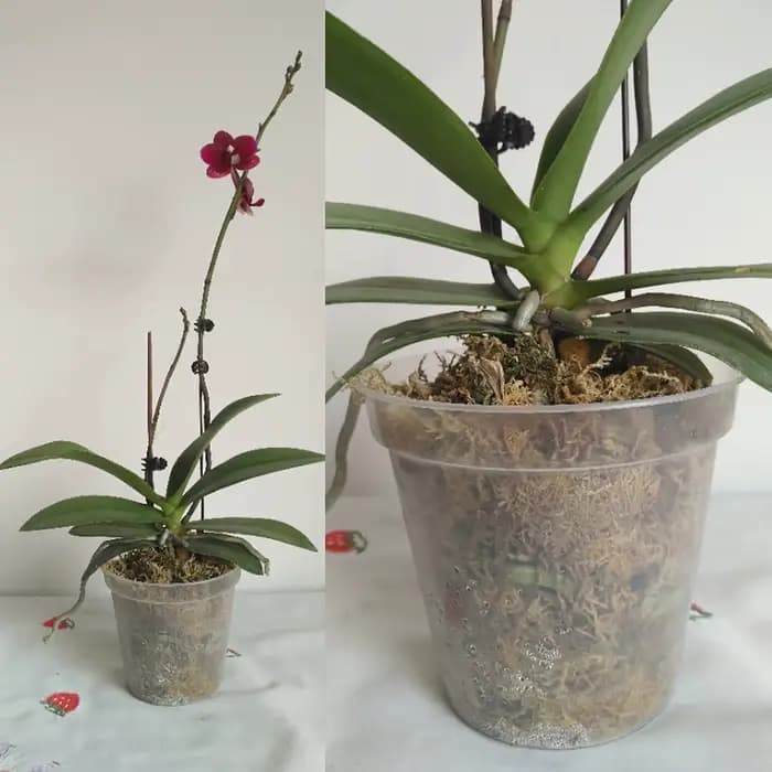 Pot rond transparent pour culture de fleurs