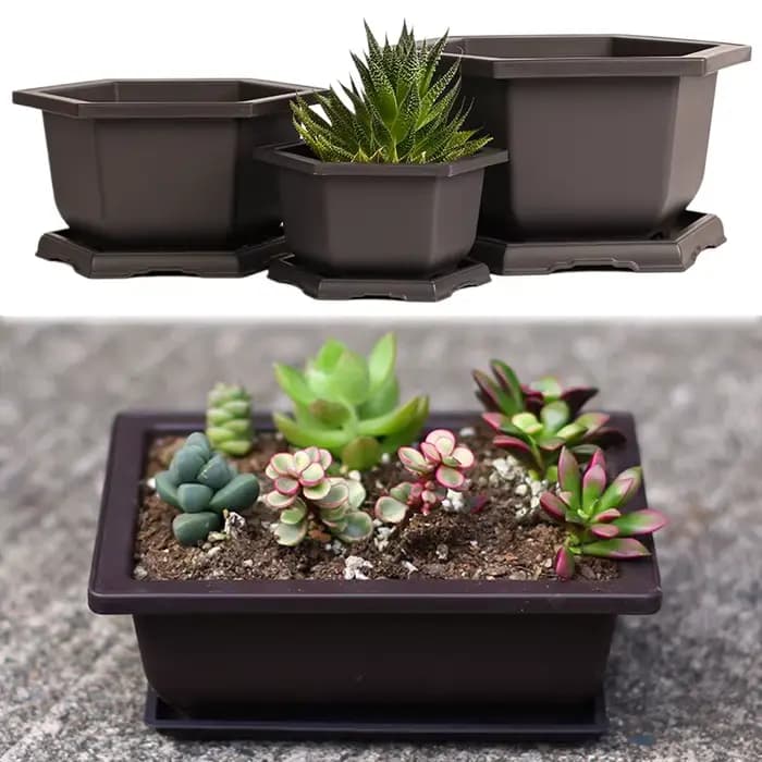 Pots de fleurs en plastique avec plateaux