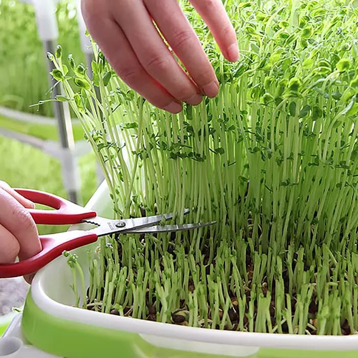 Plateau de germination
