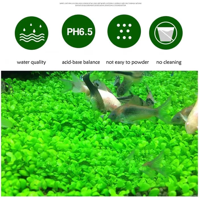 Sol de graines de plantes d'aquarium