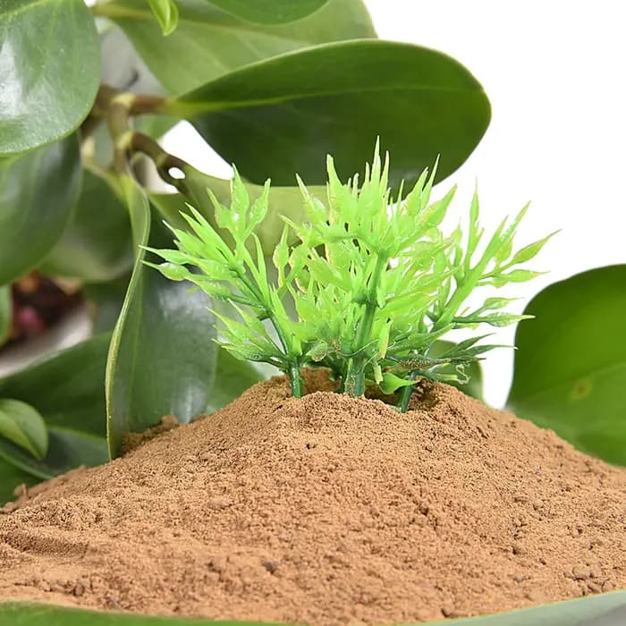Substrat nutritif pour plantes aquatiques