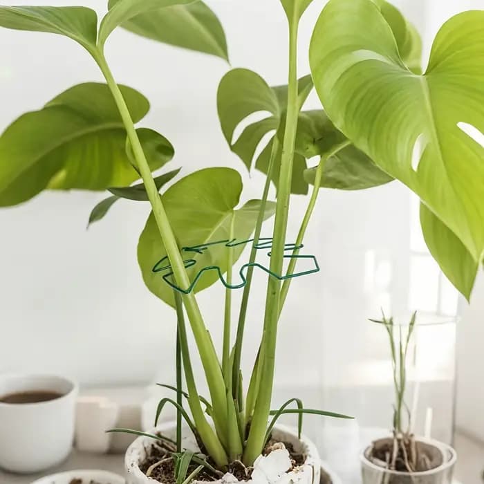 Système de support Monstera robuste – Entraîneur de plantes grimpantes en métal