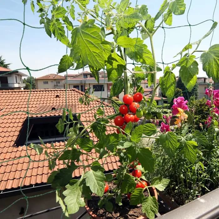 Plantes de jardin treillis filet plante