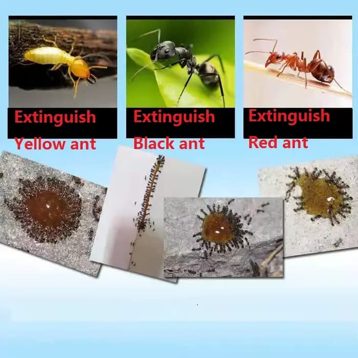 Poudre pour tuer les fourmis