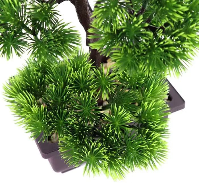 Plante bonsaï de pin japonais pour la décoration de la maison