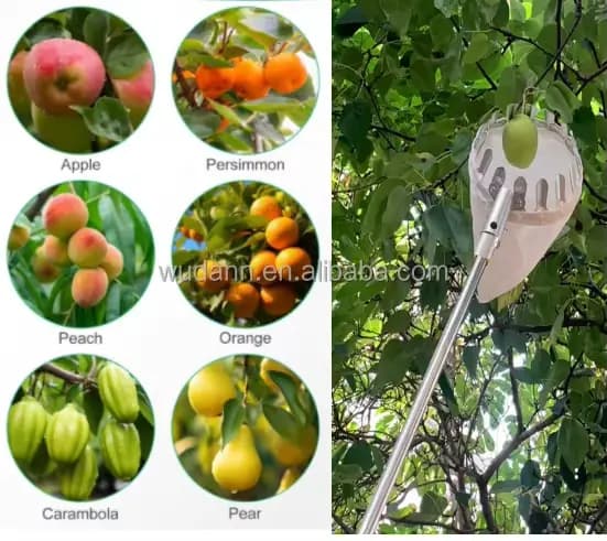 Outil de cueillette de fruits de jardin avec long manche télescopique pour citrons