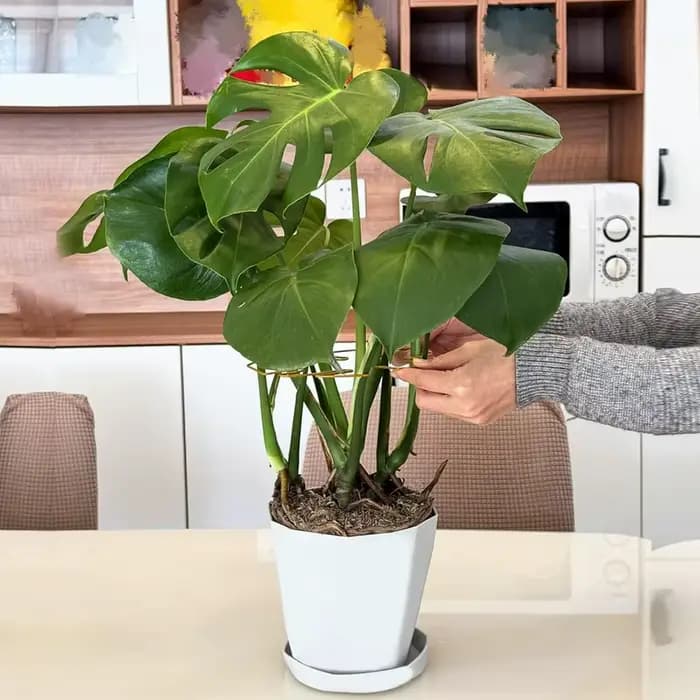 Monstera Support pour plantes