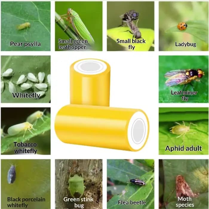 1 rouleau de ruban adhésif double face jaune de 10 m pour le contrôle des parasites du jardin