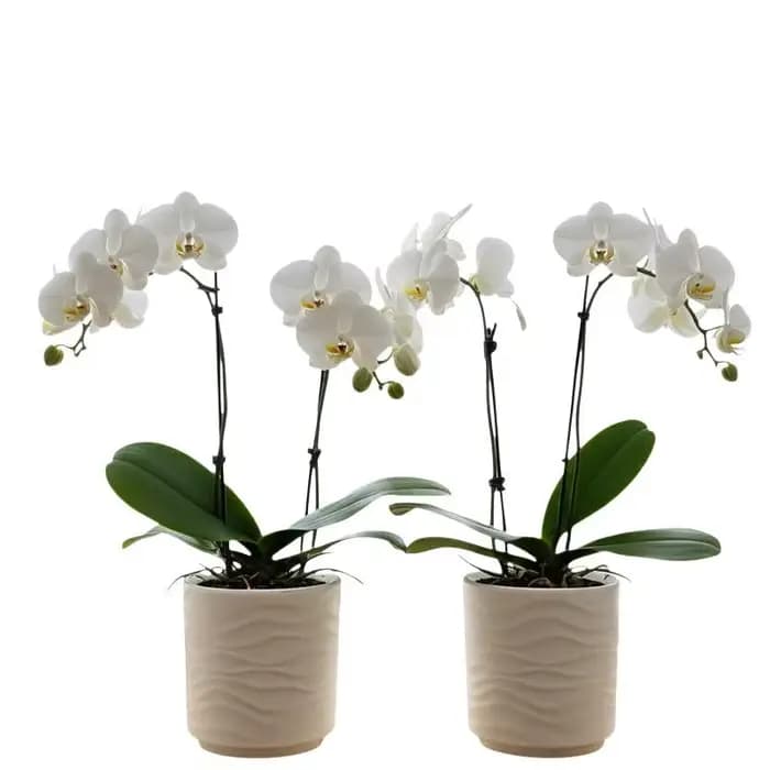 Les pots de fleurs simples en forme de vague