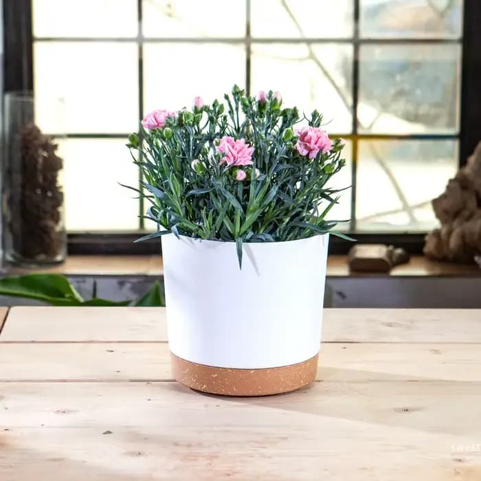 Pot De Fleur Intérieur