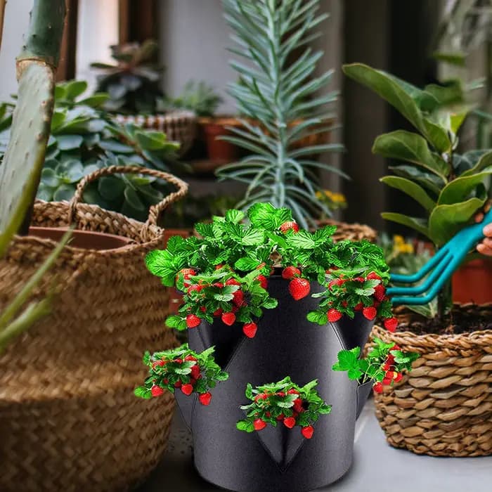 Jardinières à fraises pour extérieur