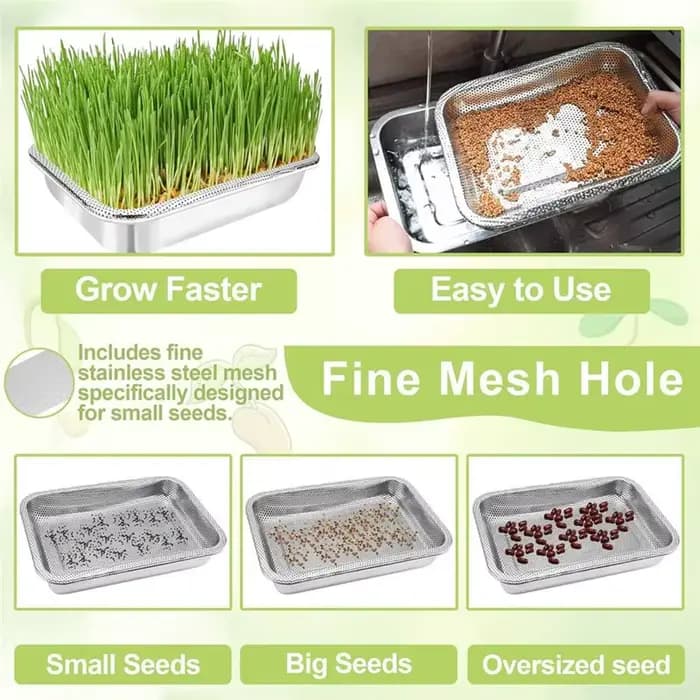 Plateau de germination de graines en croissance