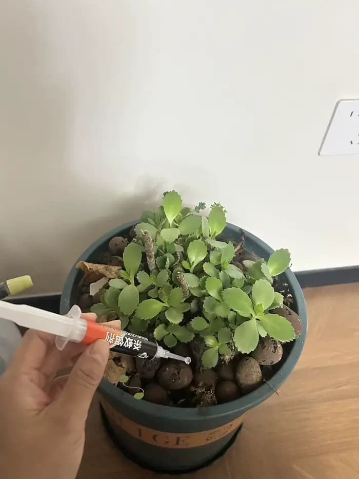 Appât pour fourmis, sûr et non toxique