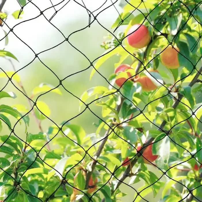 Filet d'arbres fruitiers noir réutilisable 4x5m/5x20m