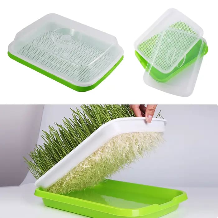Plateau de germination