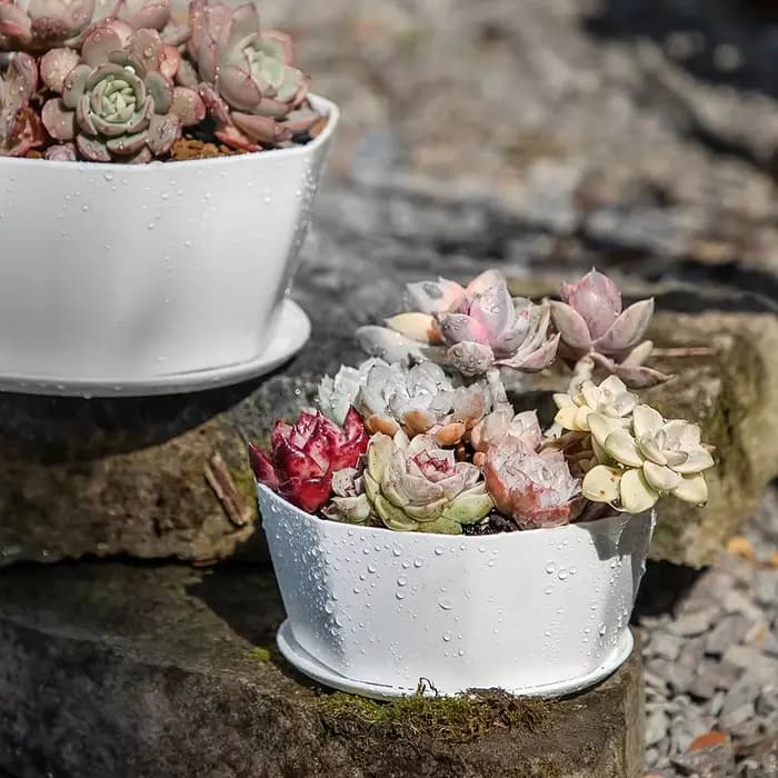 Pot de fleurs pour plantes succulentes