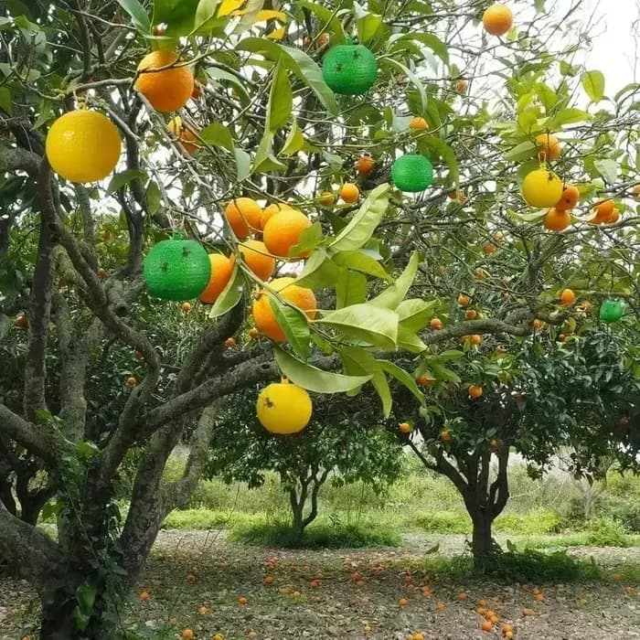 Pièges à insectes volants pour mouches des fruits