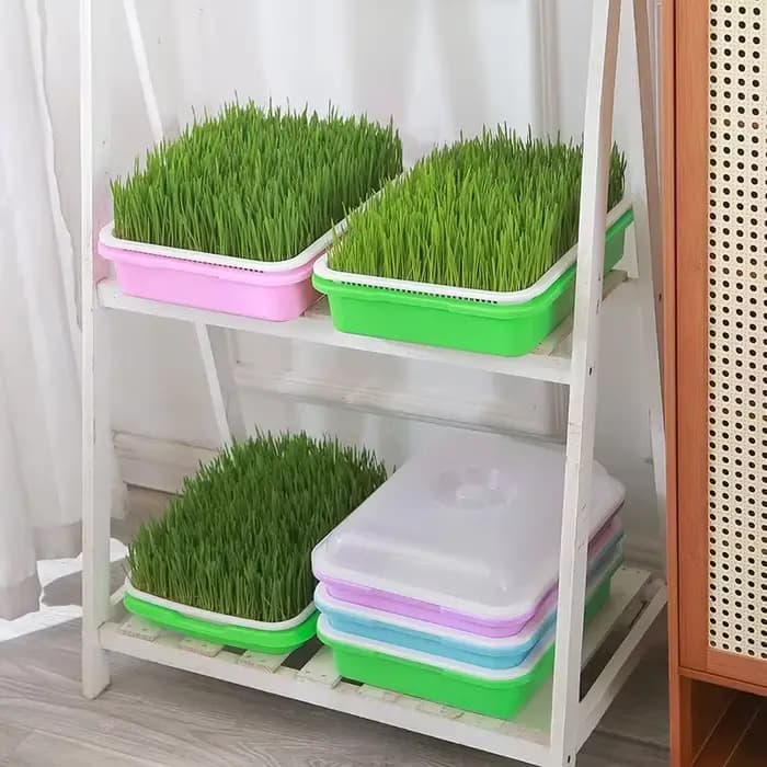 Kit de germination rapide pour semis