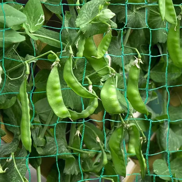 Filet de treillis pour plantes grimpantes